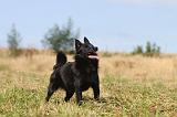 SCHIPPERKE 022